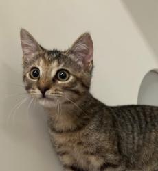 Shelter Stray Female Cat last seen Near Via Santiago, Vista, CA, 92081, Oceanside, CA 92058, USA