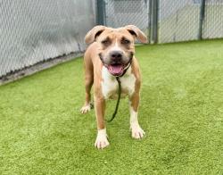 Shelter Stray Female Dog last seen Near W Elk Creek Court, Bluffdale, UT, 84065, 511 W 3900 S, Salt Lake City, UT 84123, USA