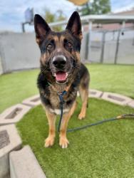 Shelter Stray Male Dog last seen Near S Cardiff Fork Road, Brighton, UT, 84121, 511 W 3900 S, Salt Lake City, UT 84123, USA