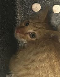 Shelter Stray Male Cat last seen Apt F137,1616 W Snow Queen Place, SALT LAKE CITY, UT, 84104, 511 W 3900 S, Salt Lake City, UT 84123, USA