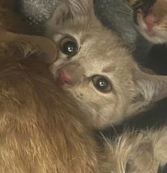 Shelter Stray Male Cat last seen Apt F137,1616 W Snow Queen Place, SALT LAKE CITY, UT, 84104, 511 W 3900 S, Salt Lake City, UT 84123, USA