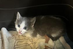 Shelter Stray Male Cat last seen Near Daisy Place, Oceanside, CA, 92056, Oceanside, CA 92058, USA