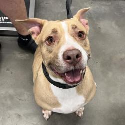 Shelter Stray Female Dog last seen , 3607 N Armenia Ave, Tampa, FL 33607, USA