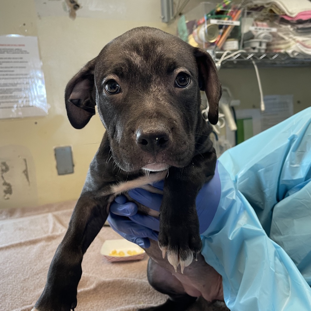 Shelter Stray Female Dog last seen , 361 S Raymond Ave, Pasadena, CA 91105, USA