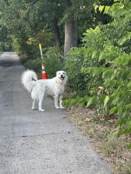 Reunited Male Dog last seen By Oates and Harvey Dr, Mesquite, TX 75150