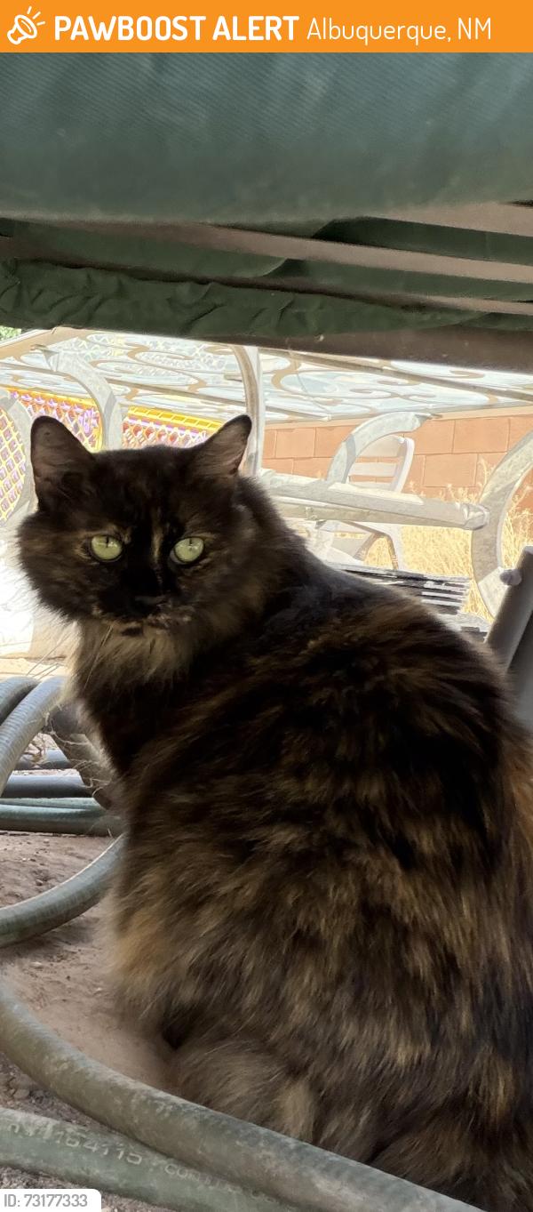 Found/Stray Female Cat last seen Valle del Bosque park, Albuquerque, NM 87105