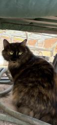 Found/Stray Female Cat last seen Valle del Bosque park, Albuquerque, NM 87105