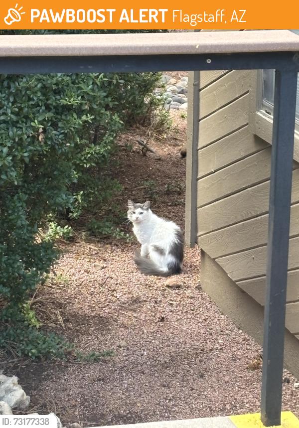 Found/Stray Unknown Cat last seen Off of N Walnut Hills Dr in a cndmnium complex, Flagstaff, AZ 86004