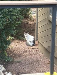 Found/Stray Unknown Cat last seen Off of N Walnut Hills Dr in a cndmnium complex, Flagstaff, AZ 86004