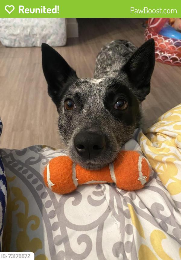 Reunited Male Dog last seen Near Renoir Dr, Little Elm, TX 75068, USA, Little Elm, TX 75068