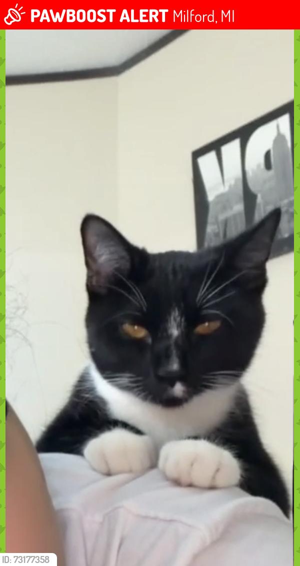 Lost Male Cat last seen Pontiac trail and old plank road, Milford, MI 48381