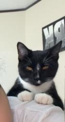 Lost Male Cat last seen Pontiac trail and old plank road, Milford, MI 48381