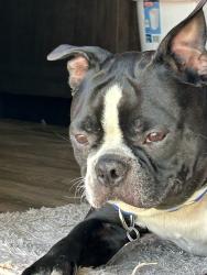 Reunited Male Dog last seen Elks Rodeo Fairgrounds, Santa Maria, CA 93455