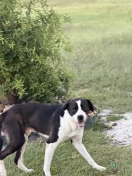Found/Stray Unknown Dog last seen Near, Bryan, TX 77802