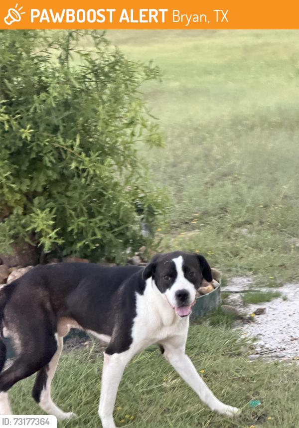 Found/Stray Unknown Dog last seen Near, Bryan, TX 77802