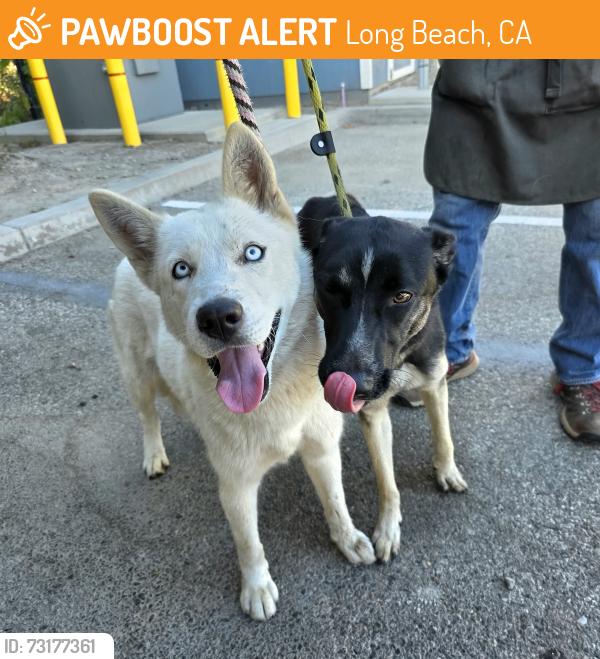 Found/Stray Female Dog last seen Near W 5th St, Long Beach, CA 90802, Long Beach, CA 90802