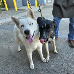 Found/Stray Female Dog last seen Near W 5th St, Long Beach, CA 90802, Long Beach, CA 90802
