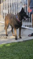 Reunited Unknown Dog last seen Hamilton st, Irvine, CA 92614