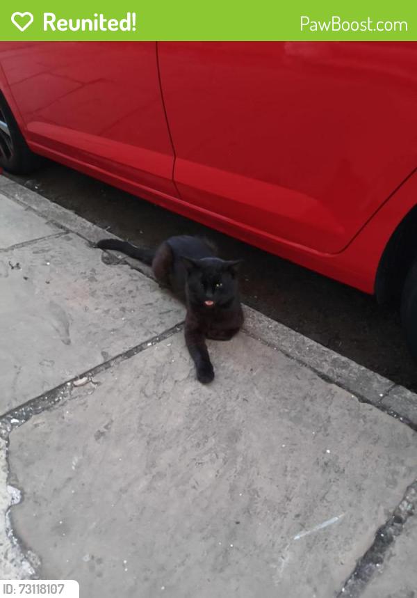 Reunited Unknown Cat last seen Rock-Up-In tattoos, West Northamptonshire, England 