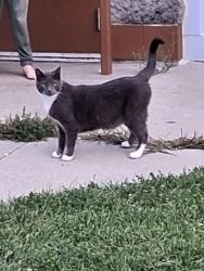 Found/Stray Male Cat last seen McHenry Park and trail, Des Moines, IA 50313