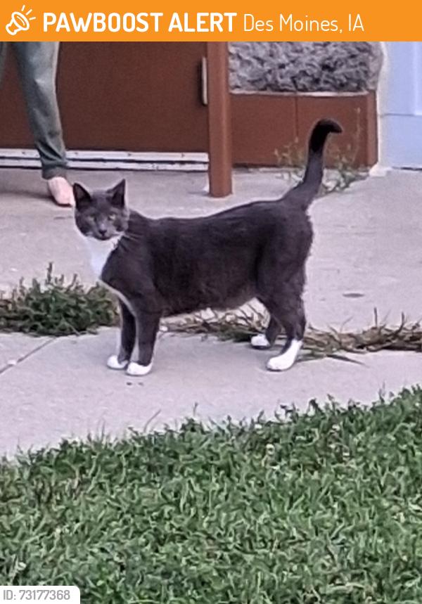 Found/Stray Male Cat last seen McHenry Park and trail, Des Moines, IA 50313