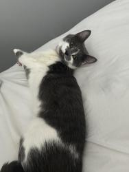 Reunited Female Cat last seen West Greenville Pendleton street area, Greenville, SC 29601