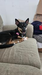 Reunited Female Dog last seen Home, Midland, TX 79701