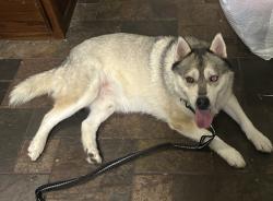 Reunited Male Dog last seen Lone Pine Ln, Fort Worth, TX 76108, USA, Fort Worth, TX 76108