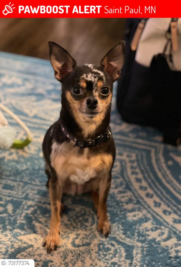 Lost Female Dog last seen Snelling and Marshall St. Paul MN, Saint Paul, MN 55104