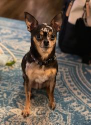 Lost Female Dog last seen Snelling and Marshall St. Paul MN, Saint Paul, MN 55104