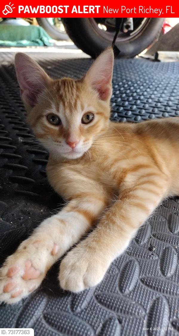 Lost Male Cat last seen Between Trouble Creek & Old 54, New Port Richey, FL 34653