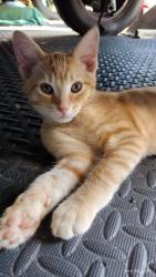 Lost Male Cat last seen Between Trouble Creek & Old 54, New Port Richey, FL 34653