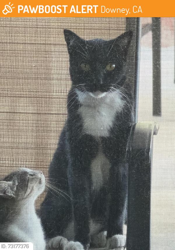 Found/Stray Unknown Cat last seen woodruff and angel street, Downey, CA 90241