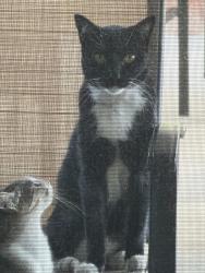 Found/Stray Unknown Cat last seen woodruff and angel street, Downey, CA 90241