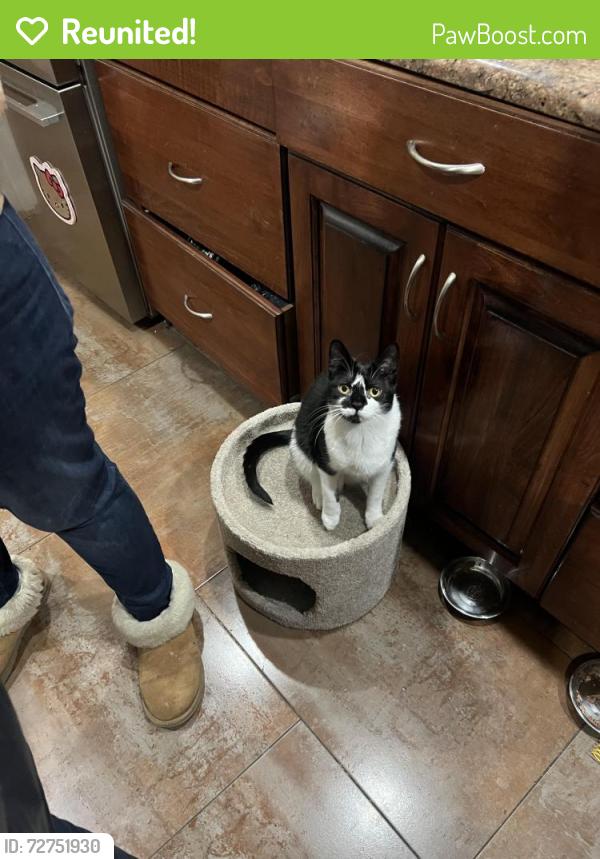 Reunited Female Cat last seen Lincoln Avenue, Hackensack Avenue & Austin Street, front of Lincoln Elementary School, Ridgefield Park, NJ 07660