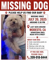 Reunited Male Dog last seen G St, Modesto, CA 95358, USA, Modesto, CA 95358