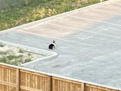Found/Stray Unknown Dog last seen McPhillips and templeton, Winnipeg, MB R2V 4J6