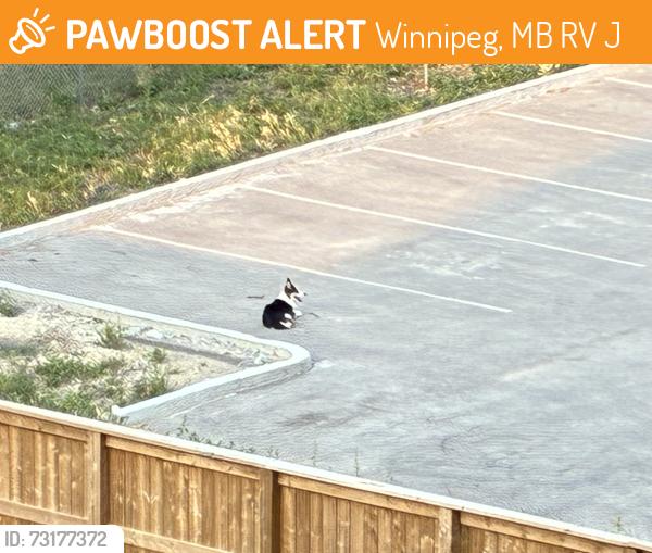 Found/Stray Unknown Dog last seen McPhillips and templeton, Winnipeg, MB R2V 4J6