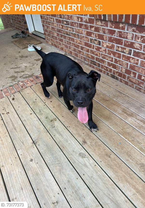 Found/Stray Male Dog last seen Sexton gin rd and bascomb rd, Iva, SC 29655