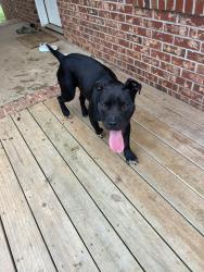 Found/Stray Male Dog last seen Sexton gin rd and bascomb rd, Iva, SC 29655