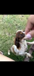 Reunited Female Dog last seen Campbell Ln, Denton, TX 76209, USA, Denton, TX 76209