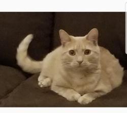 Lost Male Cat last seen Baxter, Chesterfield, MO 63017