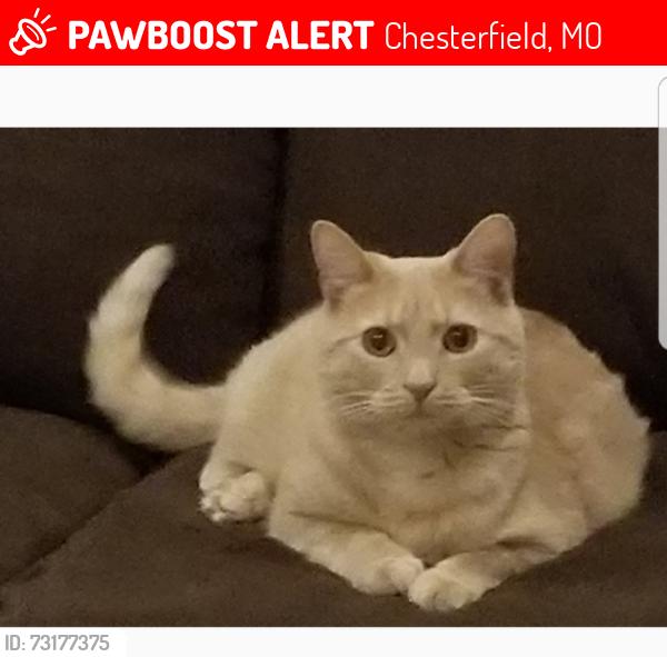 Lost Male Cat last seen Baxter, Chesterfield, MO 63017