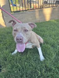 Reunited Female Dog last seen Near Gallio Ave, Rowland Heights, CA 91748, USA, Rowland Heights, CA 91748