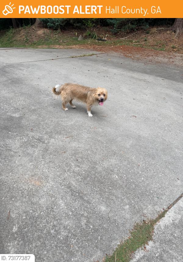 Found/Stray Unknown Dog last seen Lakeland road, Hall County, GA 30506
