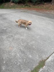 Found/Stray Unknown Dog last seen Lakeland road, Hall County, GA 30506