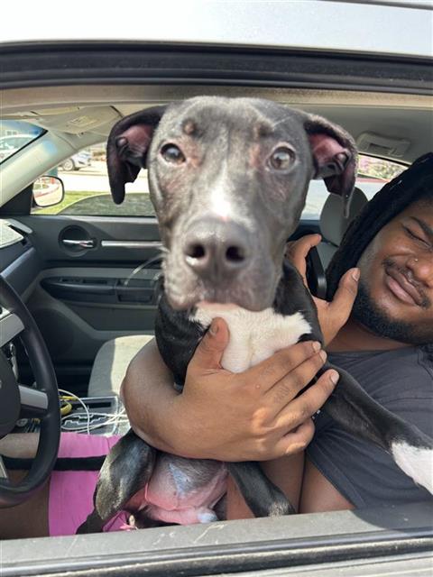 Shelter Stray Male Dog last seen , 4710 TX-151, San Antonio, TX 78227, USA
