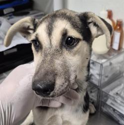 Shelter Stray Female Dog last seen Near BLOCK S I ST, BAKERSFIELD CA 93304, 3951 Fruitvale Ave, Bakersfield, CA 93308, USA