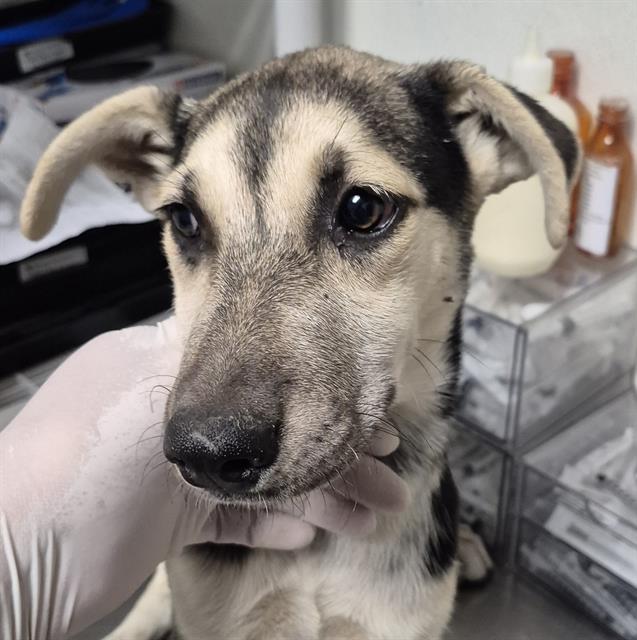 Shelter Stray Female Dog last seen Near BLOCK S I ST, BAKERSFIELD CA 93304, 3951 Fruitvale Ave, Bakersfield, CA 93308, USA