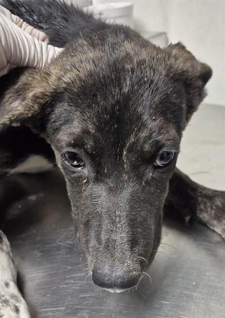 Shelter Stray Male Dog last seen Near BLOCK S I ST, BAKERSFIELD CA 93304, 3951 Fruitvale Ave, Bakersfield, CA 93308, USA